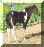 Black Tobiano Filly by Ima Tonka Toy X Neros Holly Snapper(AQHA) Owned by Donna Schafer