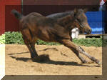 JDS IMA TANKA TOY-Black Solid Colt by Ima Tonka Toy x LS Poquitos Finale...Owned by JDS Paints. 
