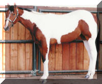 Bay Tobiano Filly by Mr Tramp
