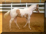 Sorrel Tovero colt by Mr Tramp x Quincey Ice Crystal. Owned by Sue Goland... 