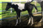 This Chicks No Tramp-Black Tobiano Filly by Mr Tramp X Impresive Movin Chick...Owned by Wits-End Ranch. 