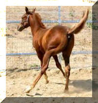 Sorrel Quarter Horse colt