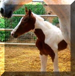 Chestnut Tobiano filly by Mr Tramp X Flying Tuno. Owned by Rawhide Ranch.