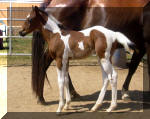 The Continental Tramp-Bay Tobiano Colt sired by Mr Tramp X Poco Continental. Owned by Wits-End Ranch