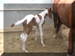 Sorrel Tobiano Filly by Mr Tramp X Inquisitive Pole Cat. Owned by Rawhide Ranch
