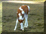 Sorrel Tobiano filly by Mr Tramp x Dudes Classy Nikole. Owned by Rawhide Ranch