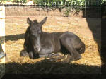 Black solid Filly by Ima Tonka Toy x (AQHA) Chex Tornado.Owned by Rawhide Ranch-Bonsall, Ca.