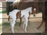 Sorrel Tobiano Colt-Mr Tramp X (AQHA) Holly Hold Up Girl. Owned by Rawhide Ranch, Bonsall Ca.