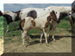 Gentlemans Tramp-Brown Tobiano Colt by Mr Tramp X A Movin Music Toy. Owned by Painted Pines Ranch, Iowa