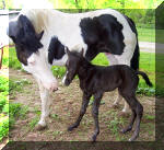 Black solid Filly by Mr Tramp x Miss Sonny Command.Owned by Robert Polivick-Kentucky
