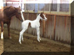 Sorrel Tovero colt by Mr Tramp x Gentlemans San Bar(AQHA). Owned by Rawhide Ranch