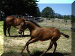 Im Trampy Too-Bay Solid colt by Mr Tramp X Puff Of White. Owned by Mystery Ranch-Oregon