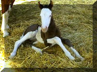 Black Overo Filly by Dee Bar Black Jack