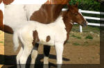 Sorrel Tobiano Filly by MR TRAMP x Mavericks Win Dancer. Owned by Pam and Todd Croupe...HAPPY MOTHERS DAY